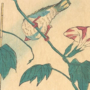 Morning Glories and Bird, 1840-50. 1840-50. Creator: Ando Hiroshige