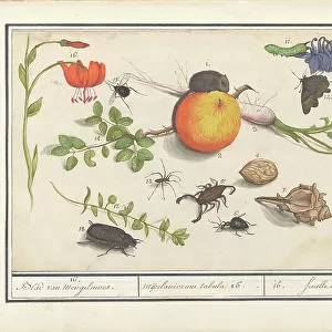 Beetle Collection: Spider Beetles