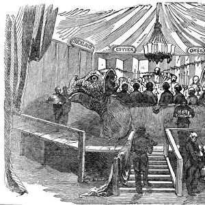 Naturalists dining inside a model of a dinosaur, Crystal Palace, Sydenham, New Years Eve, 1853