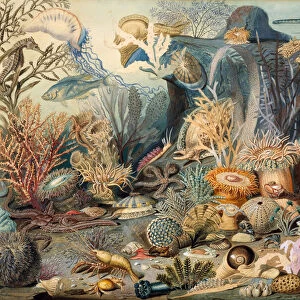 Ocean Life. Creators: James M. Sommerville, Christian Schussele