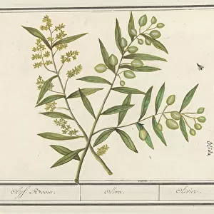 Flies Premium Framed Print Collection: Olive Fruit Fly