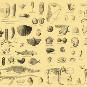 Paläontologie, ca 1910. Schöpfer unbekannt