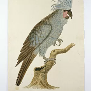 Palm cockatoo, in or after c.1780. Creators: Robert Jacob Gordon, Johannes Schumacher