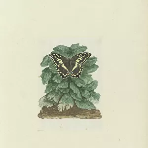 Butterfly Art Prints: Citrus Swallowtail