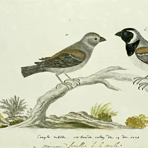 Old World Sparrows Poster Print Collection: Cape Sparrow