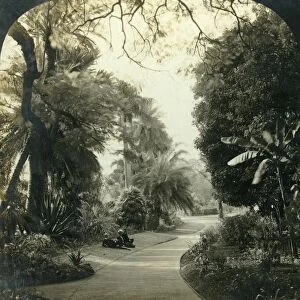 Pathway in the Queens Park, Brisbane, Australia, c1909. Creator: George Rose