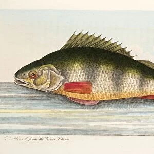 The Pearch from the River Rhine, from A Treatise on Fish and Fish-ponds, pub. 1832
