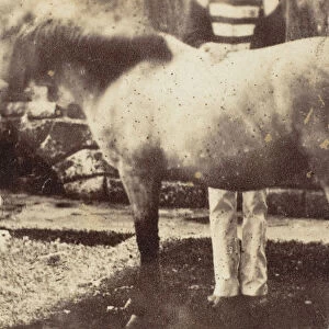 My Pegu Pony, 1858-61. Creator: Unknown