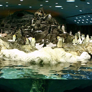 Penguins, Loro Parque, Tenerife, Canary Islands, 2007