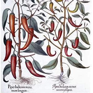 Peppers, 1613