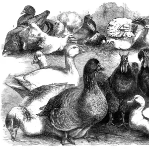 Pigeons Collection: Scaled Pigeon