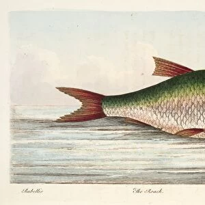 The Roach, from A Treatise on Fish and Fish-ponds, pub. 1832 (hand coloured engraving)