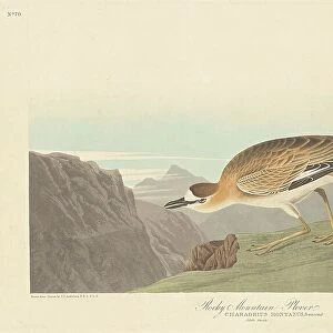 Charadriidae Glass Frame Collection: Mountain Plover