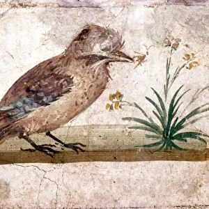 Roman wall painting of Jay from Boscoreale near Pompeii, 1st century