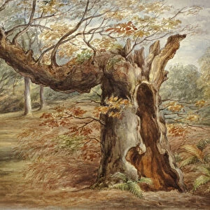 Rotting Tree, 1850. Creator: Elizabeth Murray