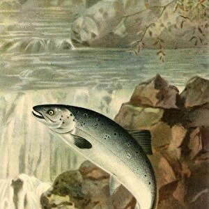 A Salmon Leap, 1895, (1943). Creator: P. J. Smit