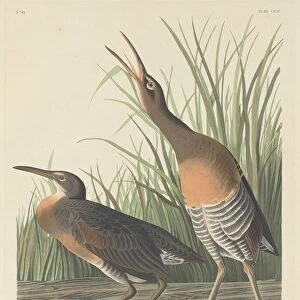 Salt Water Marsh Hen, 1834. Creator: Robert Havell