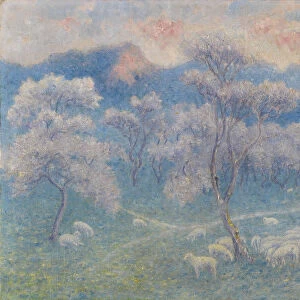 Sheeps and almond blossoms