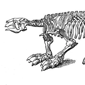 Skeleton of Megatherium, extinct giant ground sloth, 1833. Artist: Jackson