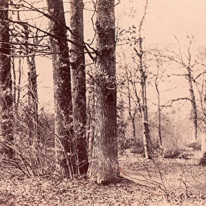 Sous-bois en automne, 1850-53. Creator: Unknown
