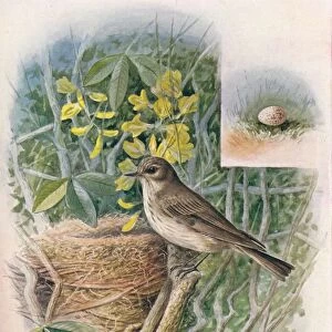 Spotted Fly-Catcher - Muscic apa gris ola, c1910, (1910). Artist: George James Rankin