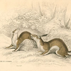 Stoat (Mustela erminea), member of the weasel family, 1828