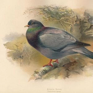 Stock Dove (Columba aenas), 1900, (1900). Artist: Charles Whymper