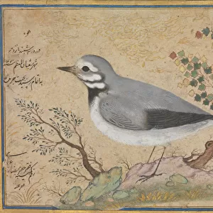 Study of a Bird, dated A. H. 1043 / A. D. 1634. Creator: Riza