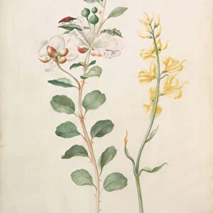 Study of Capers, Gorse, and a Beetle, 1693. Creator: Sybilla Merian
