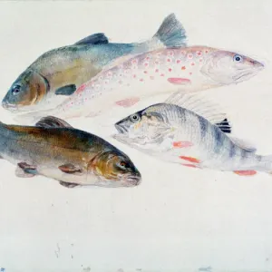 Estudio de Peces: Dos Tenca, un Trucha y una Perca, c1822-1824. Artista: JMW Turner. Estudio de Peces: Dos Tenca, un Trucha y una Perca, c1822-1824. Artista: JMW Turner.