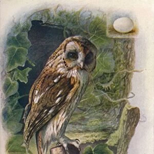 Tawny or Brown Owl - Syrn ium alu co, c1910, (1910). Artist: George James Rankin