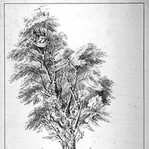 The Tree of Reformation, 1853