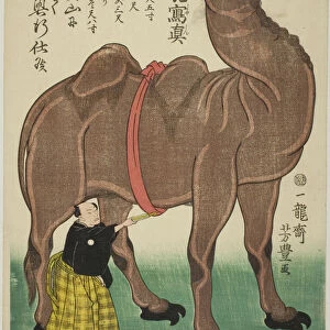 True Drawing of a Newly Arrived Camel (Shinto rakuda shashin), 1863