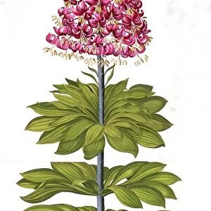 Turks Cap Lily and Dianthus, from Hortus Eystettensis, by Basil Besler (1561-1629), pub