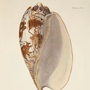 Pitheciidae Collection: Miltoni