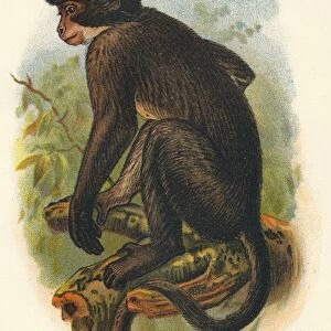 White Crowned Mangabey, 1897. Artist: Henry Ogg Forbes