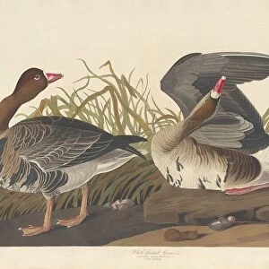 White-fronted Goose, 1836. Creator: Robert Havell
