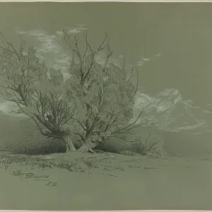Willow Print, 1885 Willow Print, 1885