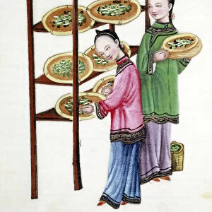Women feeding silkworms on mulberry leaves, 19th century
