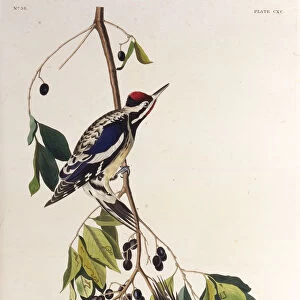 The yellow-bellied sapsucker. From The Birds of America, 1827-1838. Creator: Audubon
