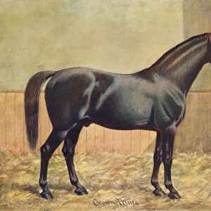 Yorkshire Coach Horse stallion Crown Prince, 1902 (c1910). Artist: Henry Powell Palfrey