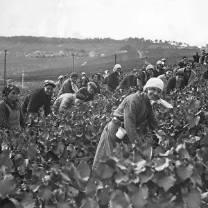 Picking grapes to make Champagne 1932