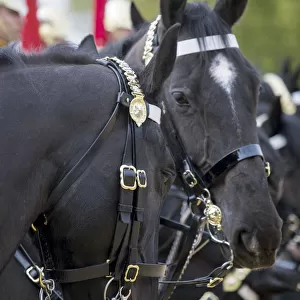 Blues and Royals at Horse Guards
