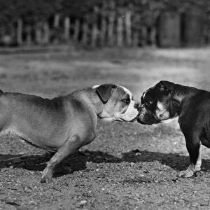 Two Bull Dogs / 1944