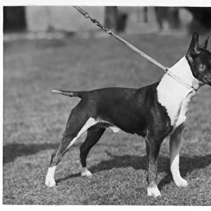 Bull Terrier / Lead / 1946