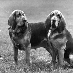 : Bloodhounds