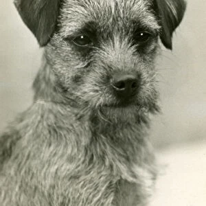 Fall / Border Terrier / 1932