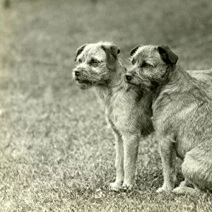 Fall / Border Terrier / 1938
