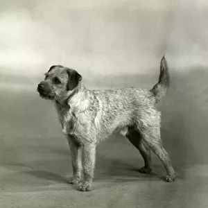 Fall / Border Terrier / 1940