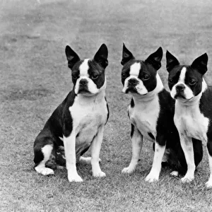 : Boston Terriers